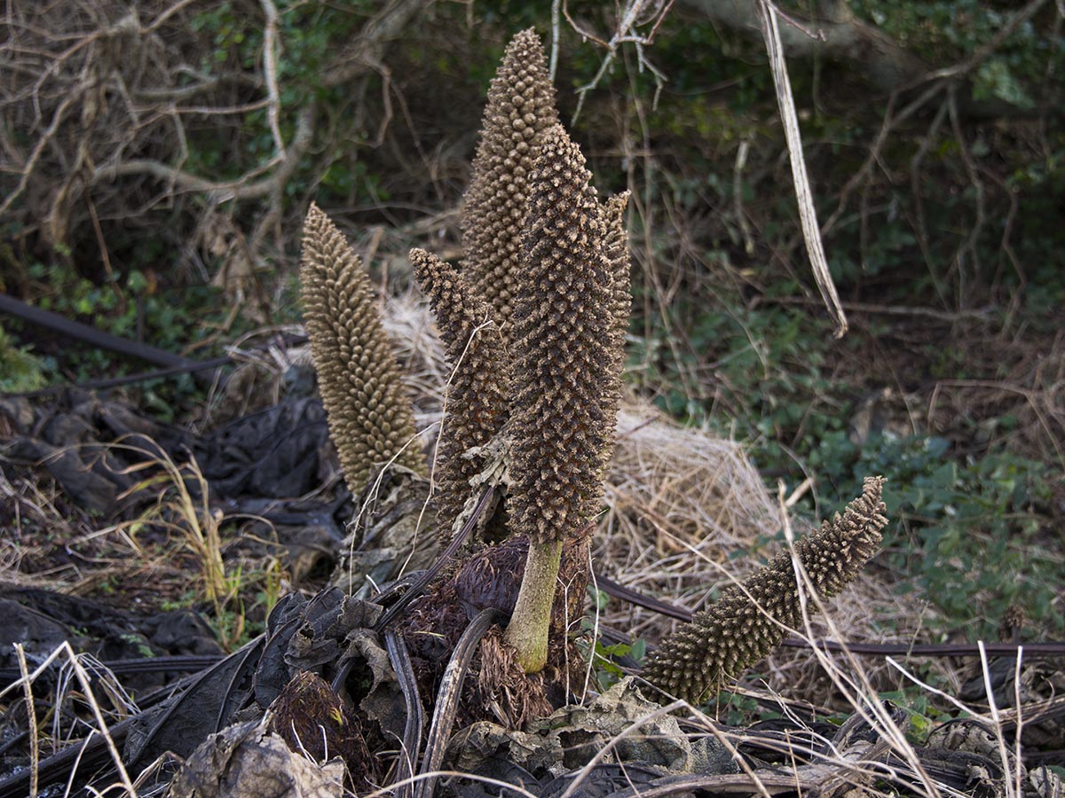 Gunnera tinctoria